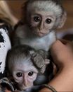 Maimuțe drăguțe, bărbați și femele, pentru adopție        
