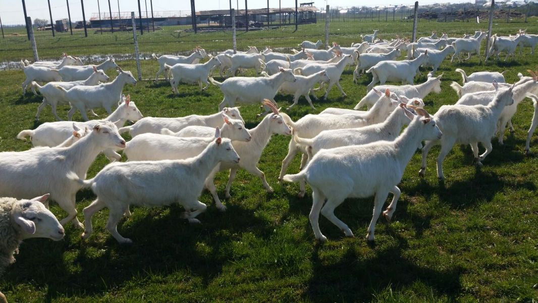 55 capre saanen cu acte de origine, fatate 250 euro
