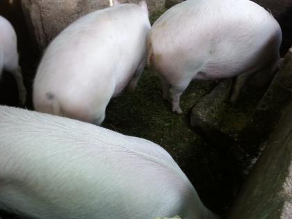 Vand porci intre 70-130kg in viu sau taiat traditional 