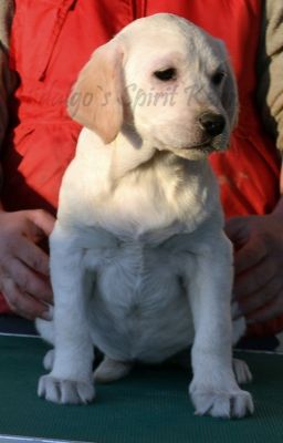 Pui Labrador Retriever AURIU