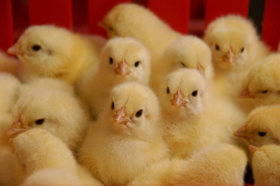 Personal pentru ferme de pasari 1600