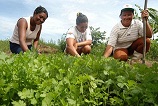 Culeg legume si castig 1.200 de euro pe luna in Austria