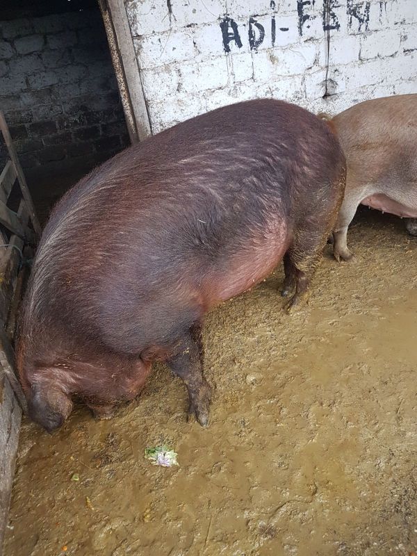 Vand 7 porci duroc intre 80-150 kg si mari 