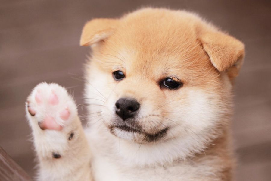 Fantani C.K.C Shiba Inu Pui disponibile pentru adoptare       