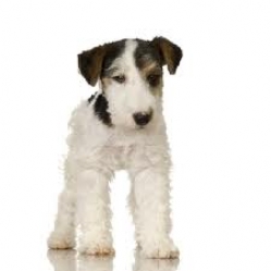 Vand pui fox terrier wire din monta deosebita