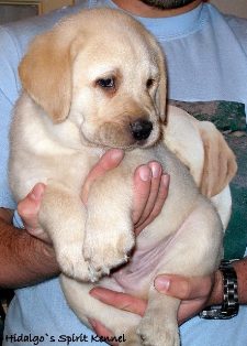 Pui Labrador Retriever Hidalgos Spirit