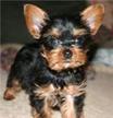 BĂRBAŢI YORKSHIRE TERRIER PUPPY GIFT SIZE SUPERMINIATURA pedigree.