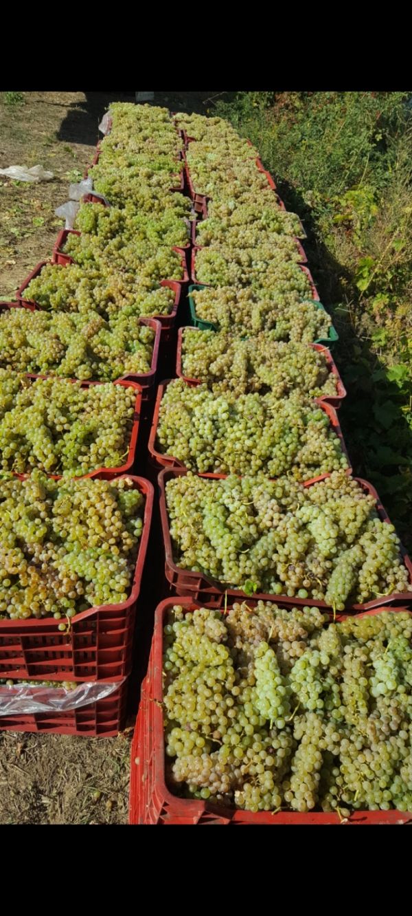 Vand Struguri De vin