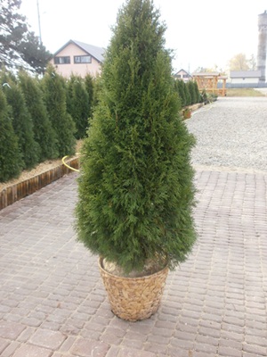 Vand tuia 