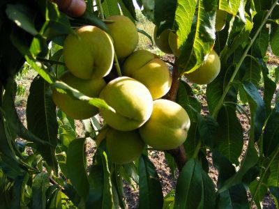 Producator vand pomi fructiferi altoiti: mar -Generos, prun- Stanley,Centenar,piersic-Cardinal