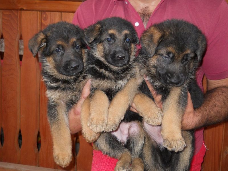 Vand catei Ciobanesc German cu pedigree de exceptie