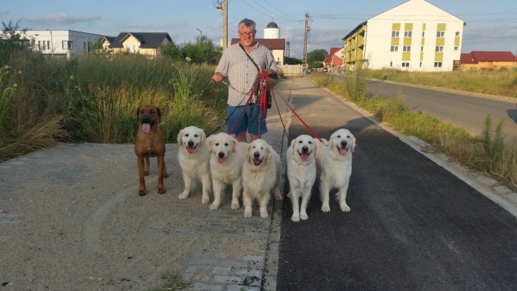 Dresaj canin la domiciliul clientului Timisoara