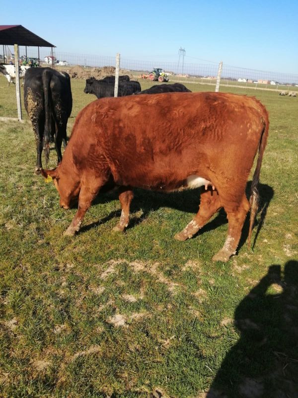 Vand juninci metis de Angus si Blue Belgique