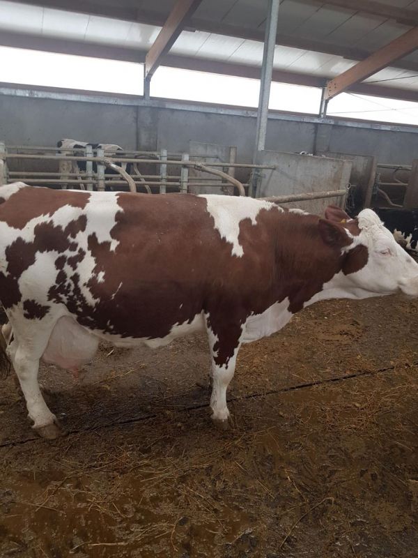 Vand 2 vaci montbeliard,3 vaci holstein cu pedigree