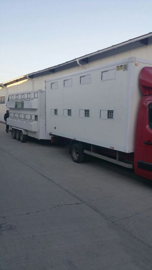 Efectuez transport cu 3lei/km de animale vii
