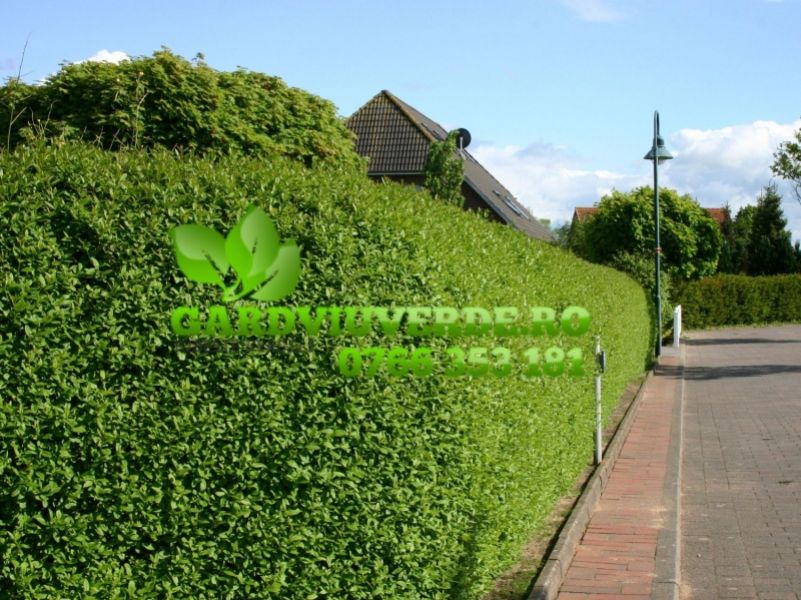 Gard viu, Lemn cainesc, Ligustrum Ovalifolium