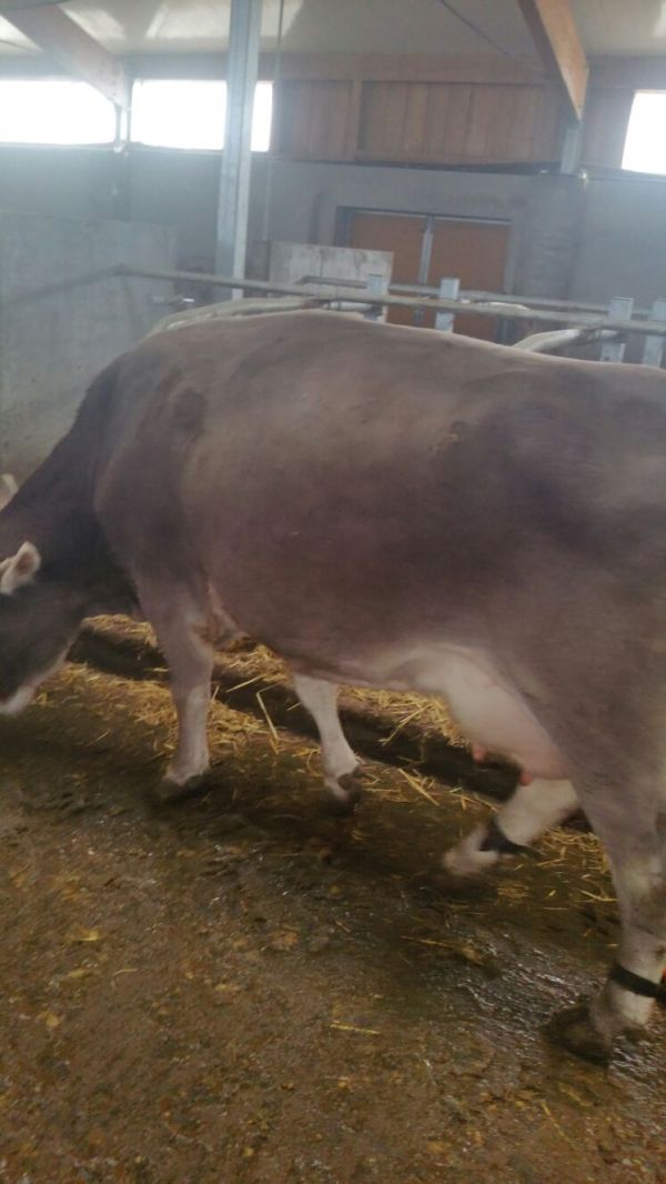 Vand 6 vaci brune de Austria gestante urgent