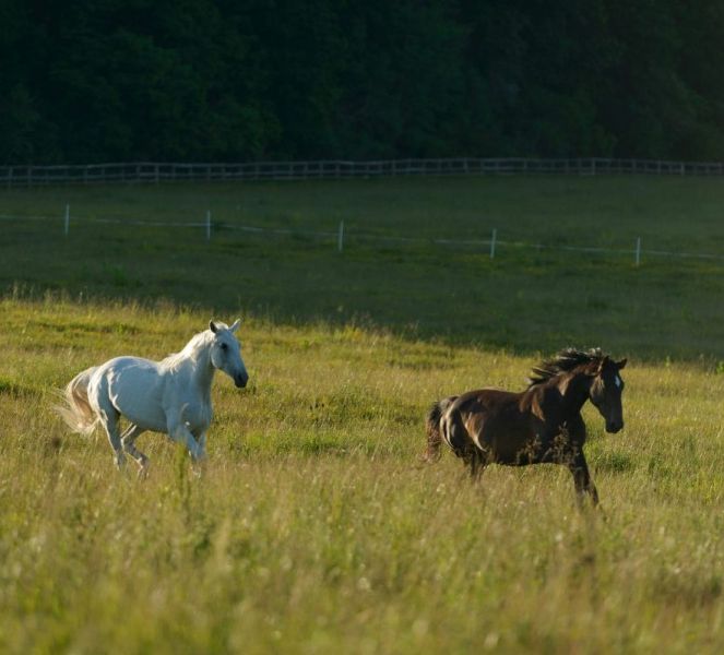 Ferma de animale Germania
