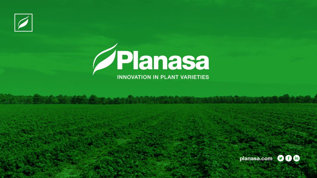 Personal feminin pentru planta de iarna in Spania