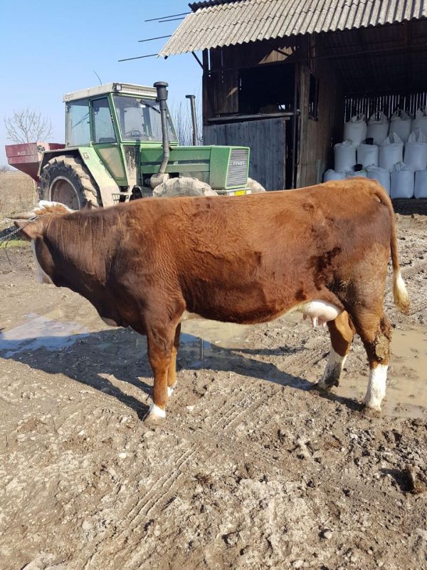 Vand 2 vaci tinere cu vitei langa ele cu transport