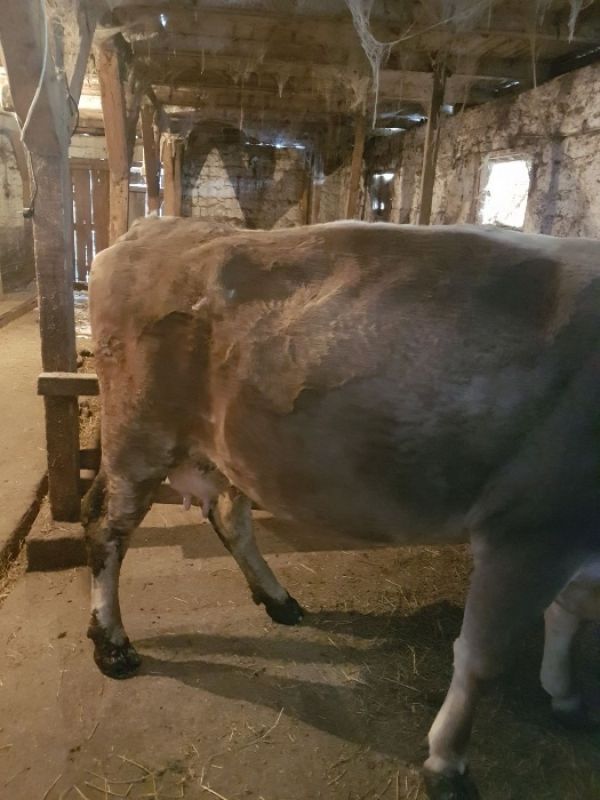 Vand vaca bruna gestanta