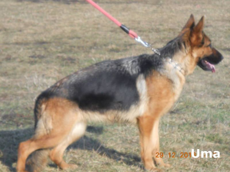 Vand catei Ciobanesc German cu pedigree de exceptie