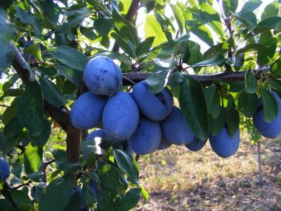 Producator vand pomi fructiferi altoiti: mar -Generos, prun- Stanley,Centenar,piersic-Cardinal
