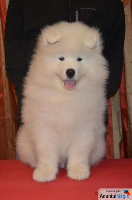 Mascul samoyed disponibil