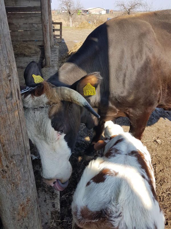 Vand 2 vaci tinere cu vitei langa ele cu transport