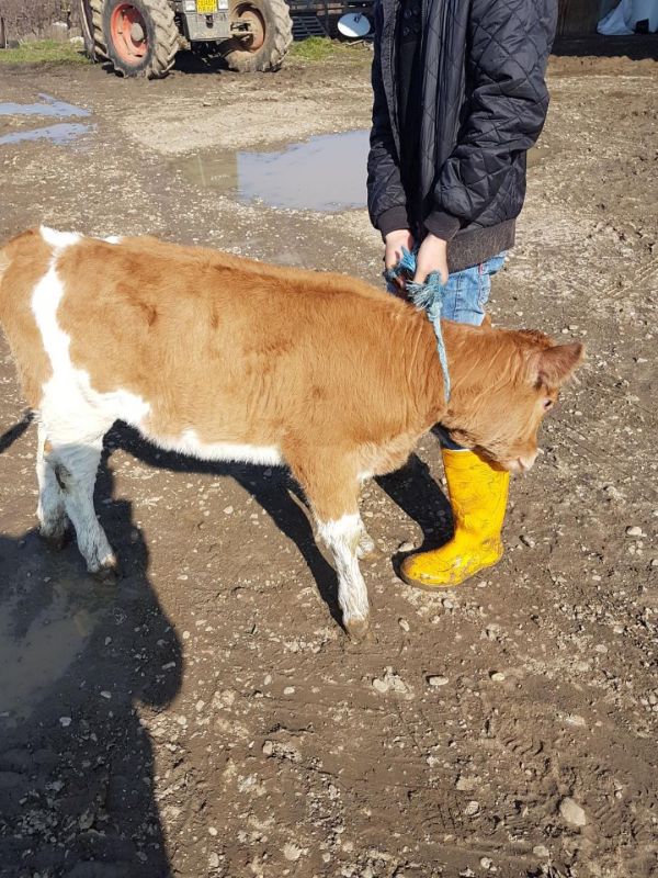 Vand 2 vaci tinere cu vitei langa ele cu transport
