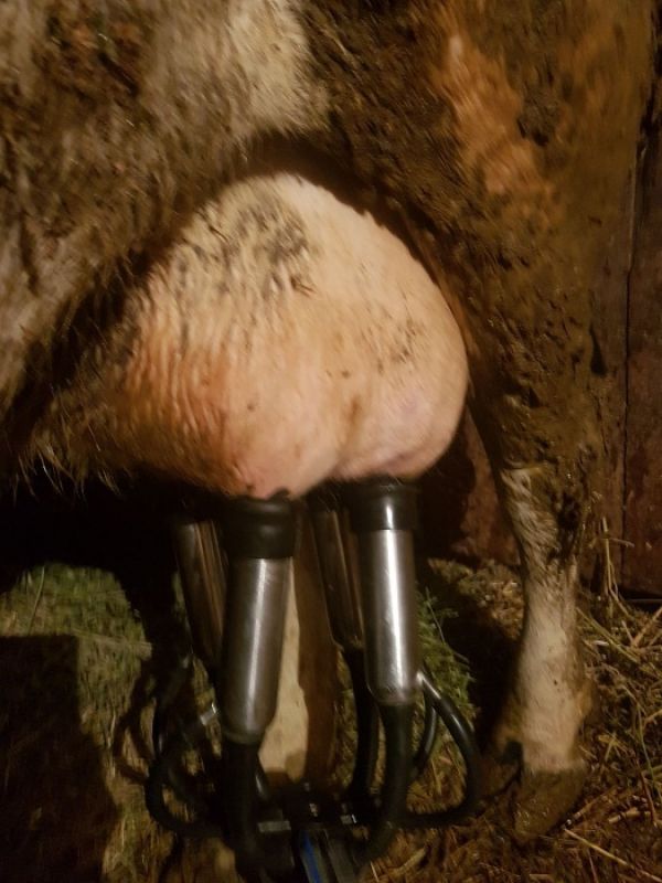 Vand vaca holstein foarte buna de lapte.