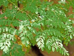 Vindem plante de moringa oleifera