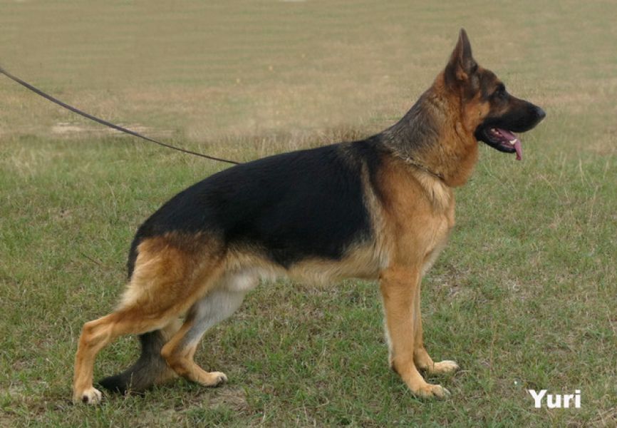 Vand catei Ciobanesc German cu pedigree de exceptie