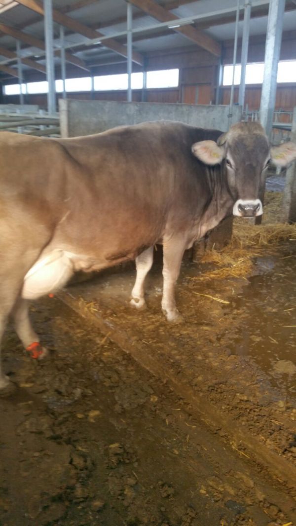 Vand 6 vaci brune de Austria gestante urgent