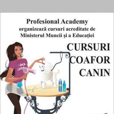 Curs Frizerie Canina Constanta