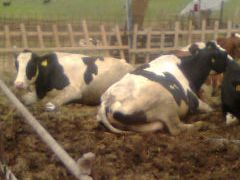 Vand urgent 22 vaci Holstein Frizen