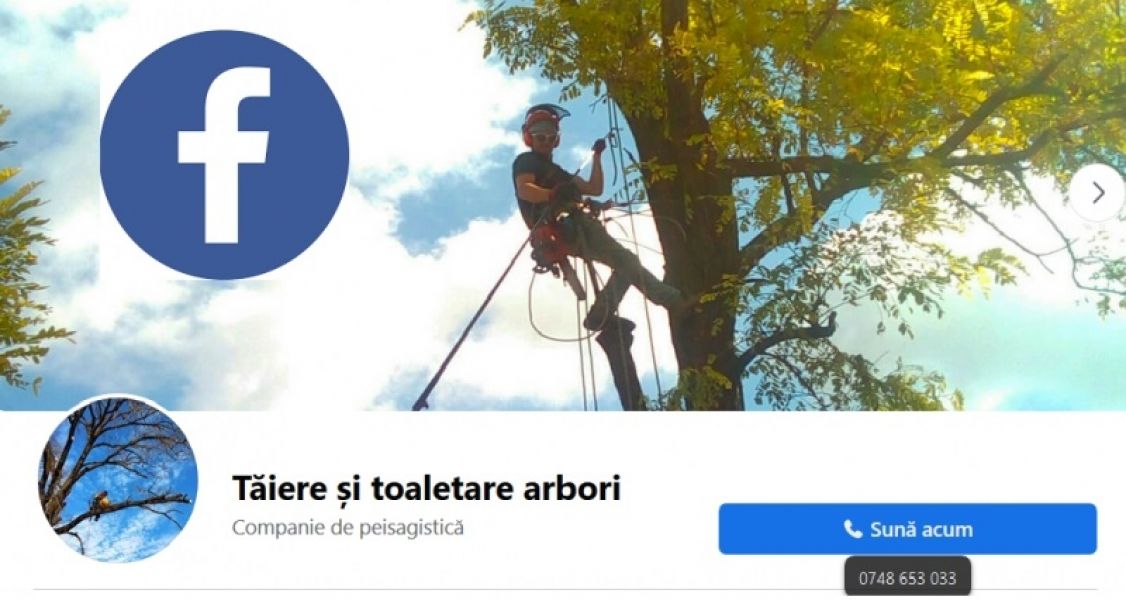 Copaci mari Constanta
