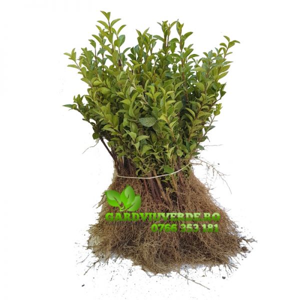 Gard viu, Lemn cainesc, Ligustrum Ovalifolium
