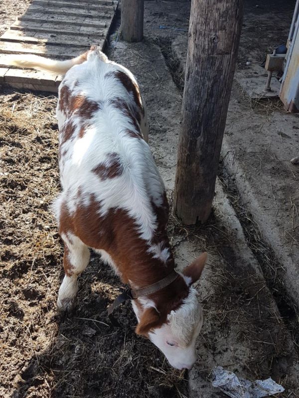 Vand 2 vaci tinere cu vitei langa ele cu transport