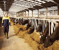 Ferme de animale 1000 Euro