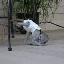 Maimuță capucină socializată afectuoasă de Crăciun pentru adopție