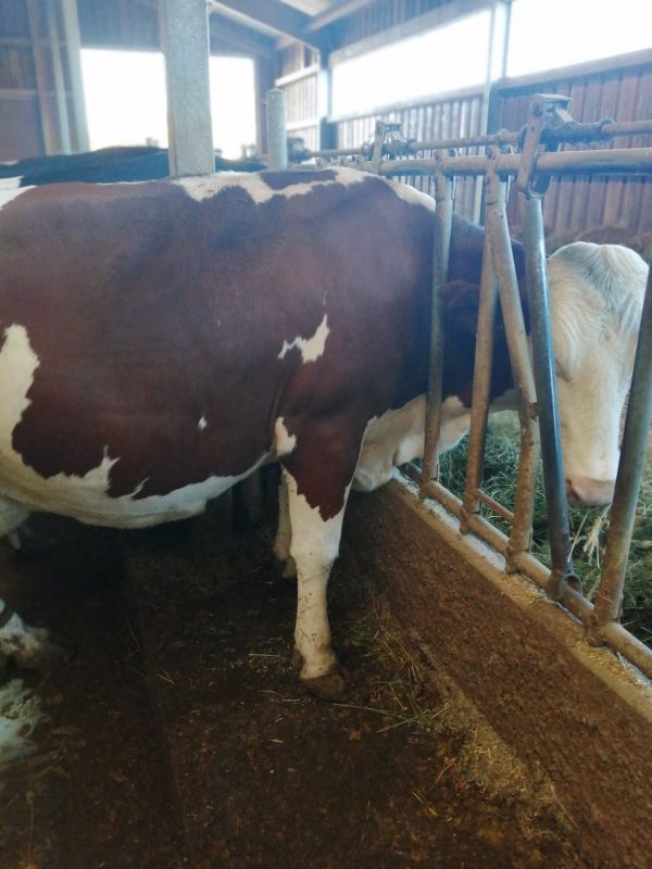 Vand 2 vaci Holstein si 3 vaci Baltate Romanesti,