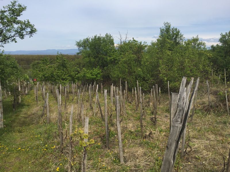 Cabana cu vie in dealul viilor la ineu