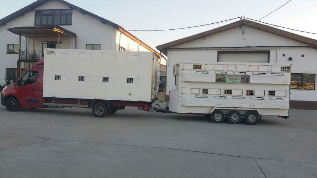 Efectuez transport cu 3lei/km de animale vii