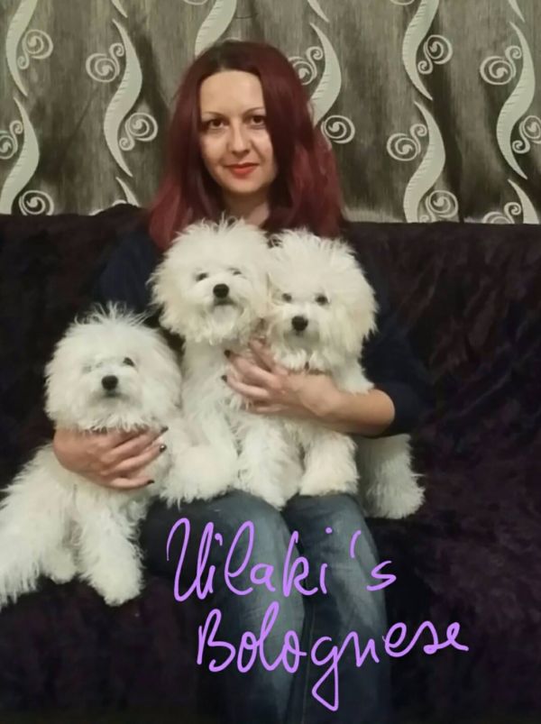 Vand pui de rasa Bichon Bolognese