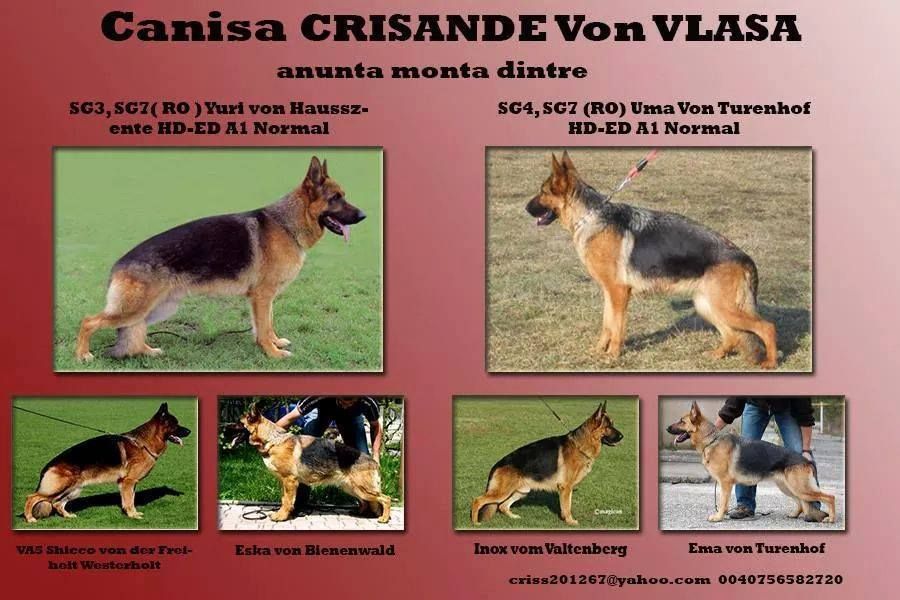 Vand catei Ciobanesc German cu pedigree de exceptie