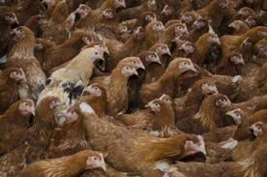 Ferma de animale Germania/1900 euro net