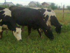 Vand urgent 22 vaci Holstein Frizen