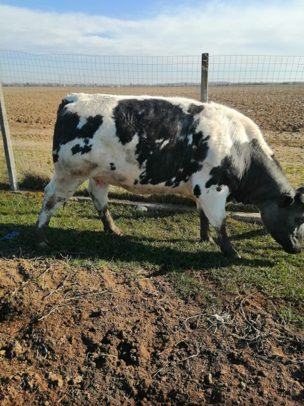 Vand juninci metis de Angus si Blue Belgique