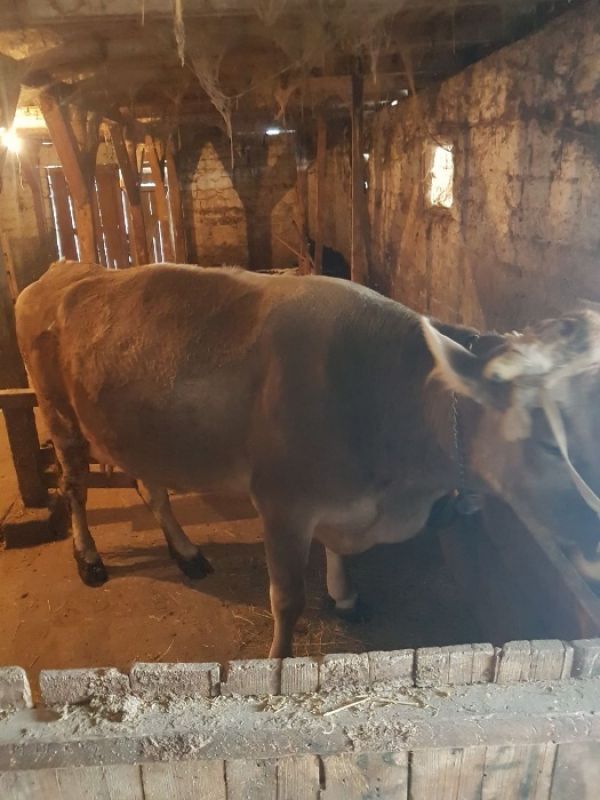 Vand vaca bruna gestanta